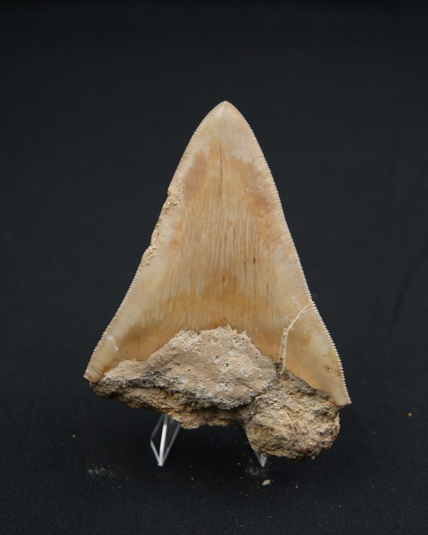 Diente fósil de Otodus megalodon