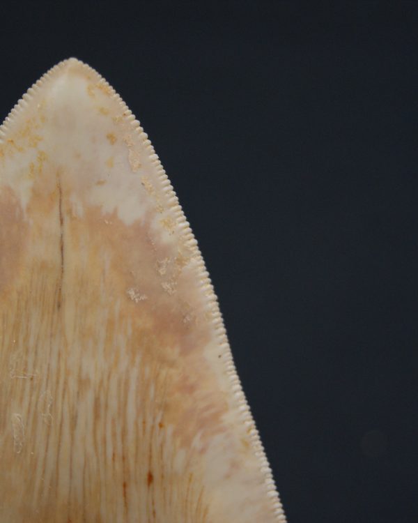 Diente fósil de Otodus megalodon