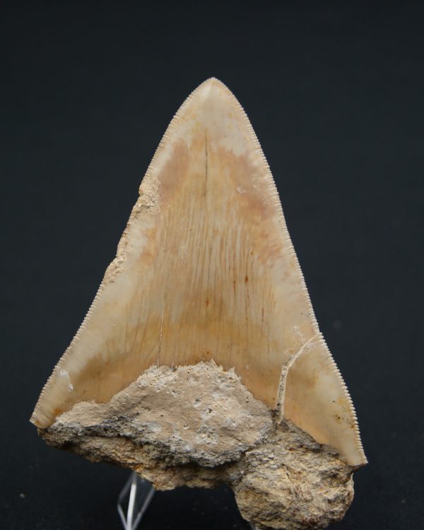 Diente fósil de Otodus megalodon