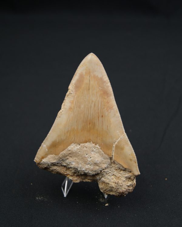 Diente fósil de Otodus megalodon