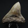 Diente negro de Otodus megalodon