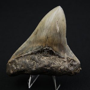 Diente negro de Otodus megalodon
