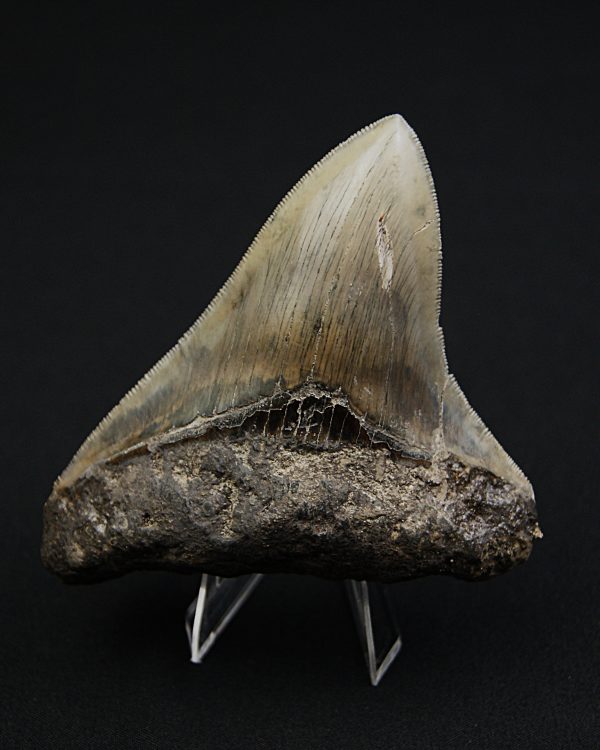 Diente negro de Otodus megalodon