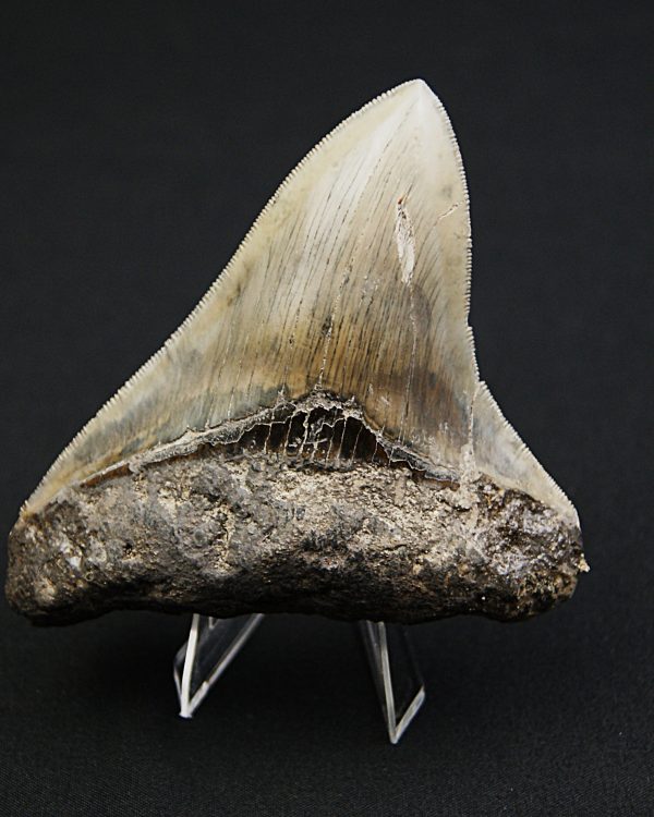 Diente negro de Otodus megalodon