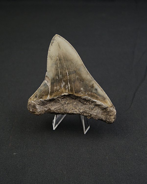 Diente negro de Otodus megalodon