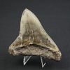 Diente negro de Otodus megalodon