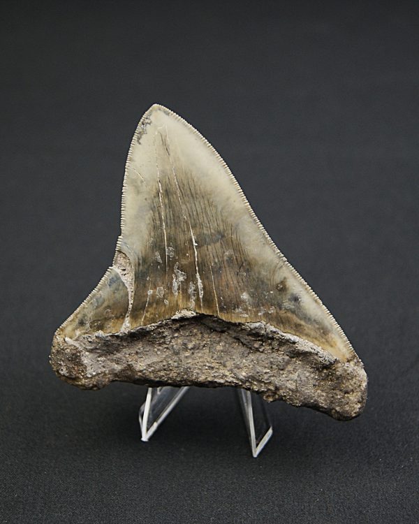 Diente negro de Otodus megalodon