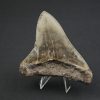Diente negro de Otodus megalodon