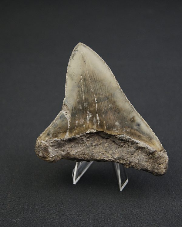 Diente negro de Otodus megalodon