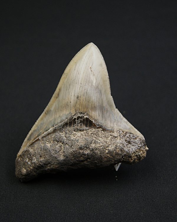 Diente negro de Otodus megalodon