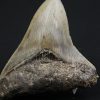 Diente negro de Otodus megalodon