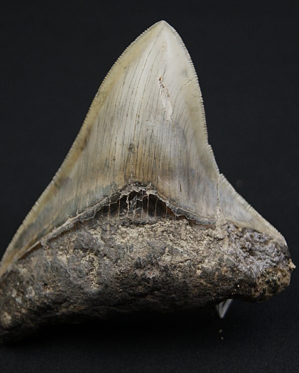 Diente negro de Otodus megalodon