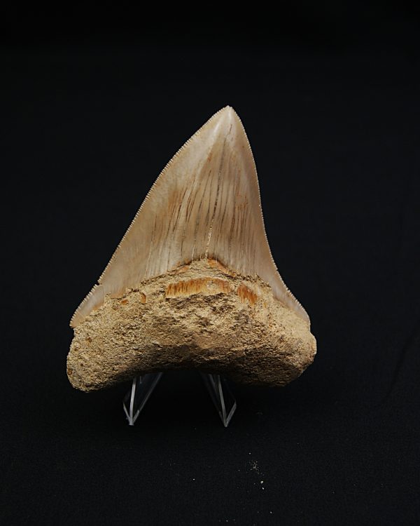 Otodus megalodon -Sierra muy cortante