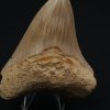 Otodus megalodon -Sierra muy cortante