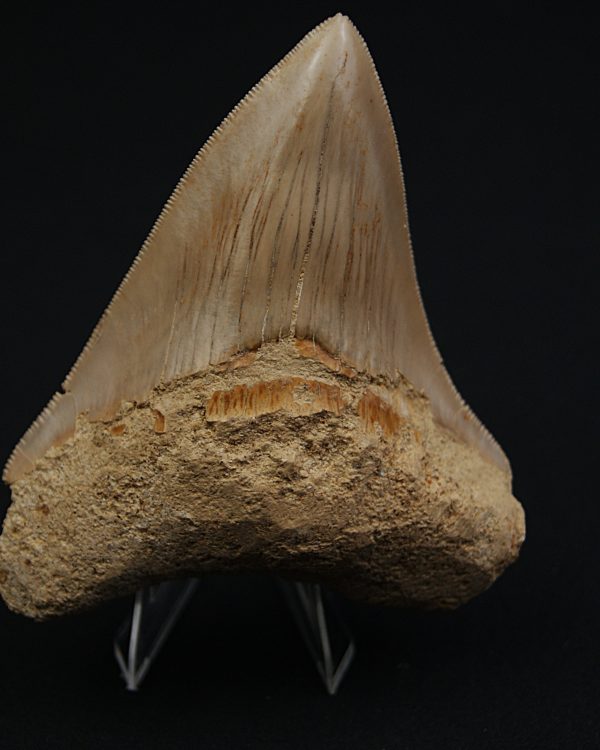 Otodus megalodon -Sierra muy cortante