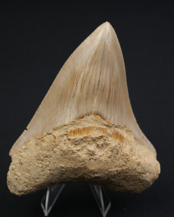 Otodus megalodon -Sierra muy cortante