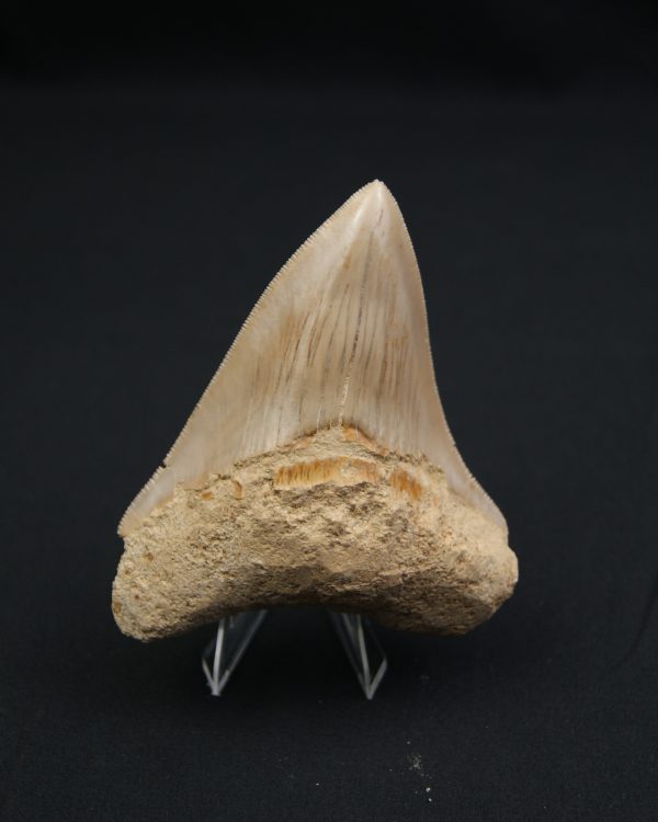 Otodus megalodon -Sierra muy cortante