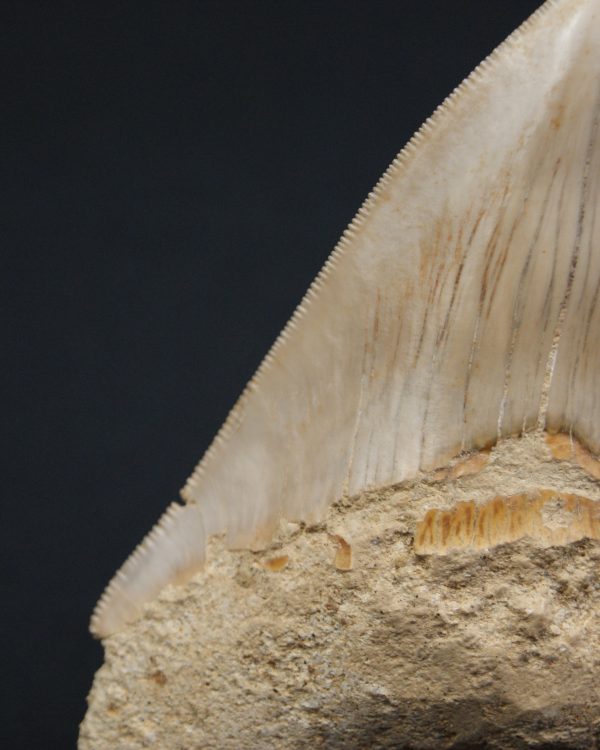 Otodus megalodon -Sierra muy cortante