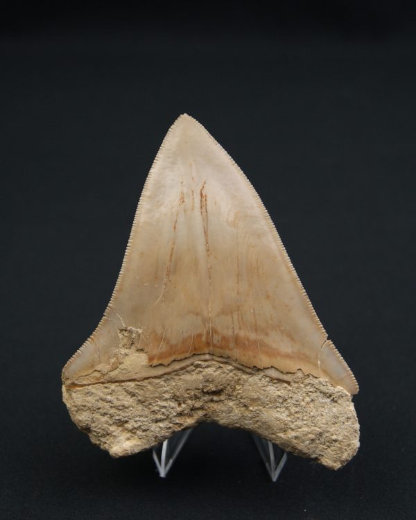 Otodus megalodon -Sierra muy cortante