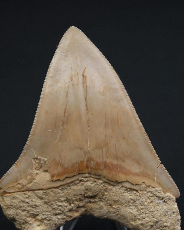 Otodus megalodon -Sierra muy cortante