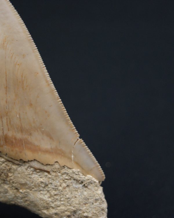 Otodus megalodon -Sierra muy cortante