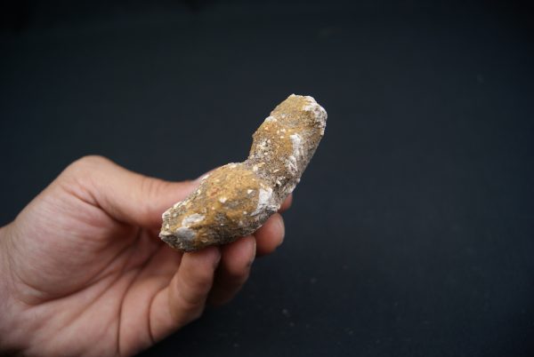 Coprolito del Valle de Kem Kem