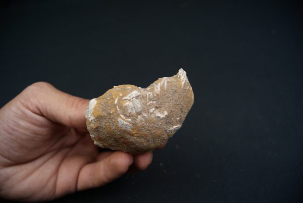 Coprolito del Valle de Kem Kem