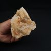 Parte craneal de pez celacanto