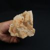 Parte craneal de pez celacanto
