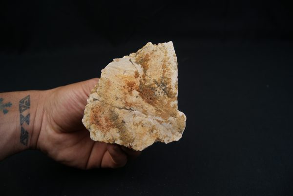 Parte craneal de pez celacanto