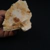 Parte craneal de pez celacanto