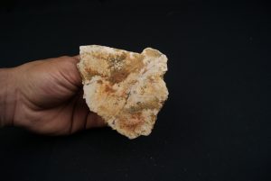 Parte craneal de pez celacanto