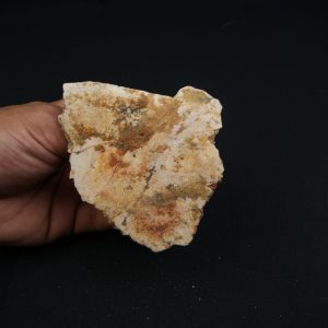 Parte craneal de pez celacanto