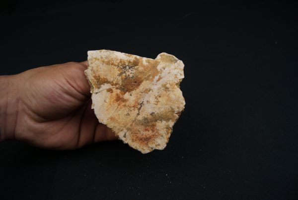 Parte craneal de pez celacanto