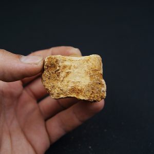 Conjunto de vértebras