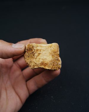 Conjunto de vértebras