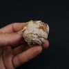 Coprolito con escamas y restos óseos