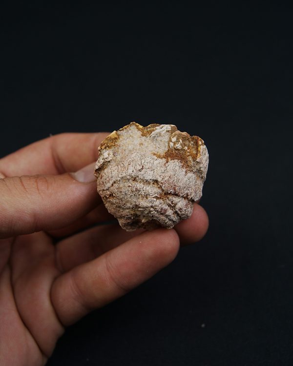 Coprolito con escamas y restos óseos