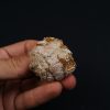 Coprolito con escamas y restos óseos