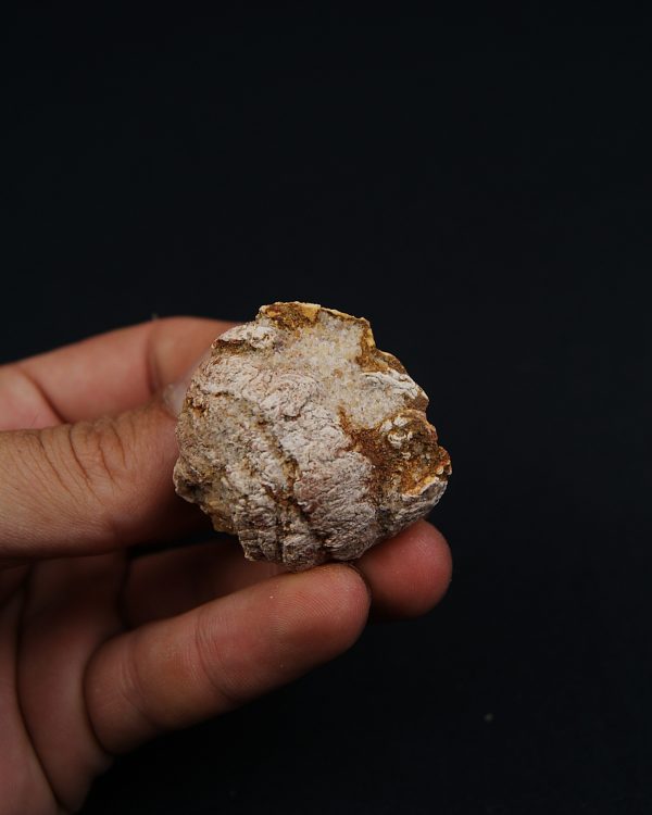 Coprolito con escamas y restos óseos