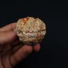 Coprolito con escamas y restos óseos