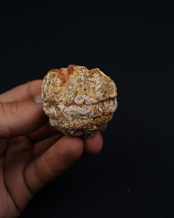 Coprolito con escamas y restos óseos