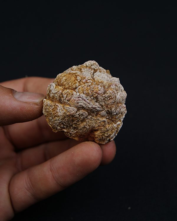 Coprolito con escamas y restos óseos