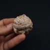 Coprolito con escamas y restos óseos
