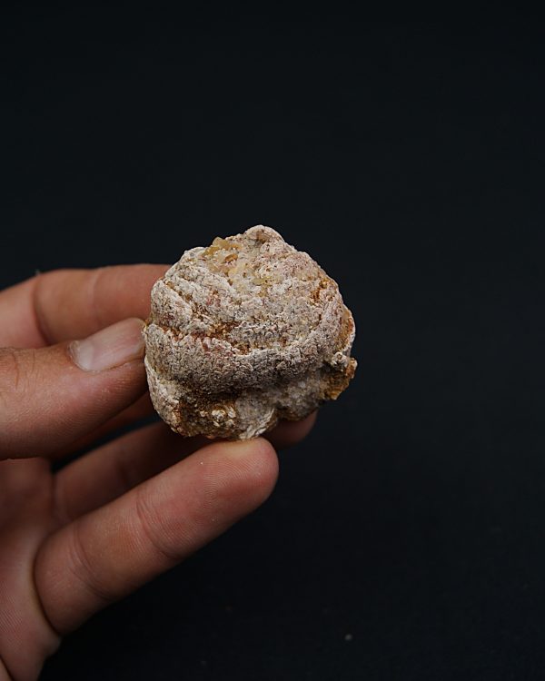 Coprolito con escamas y restos óseos