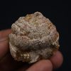 Coprolito con escamas y restos óseos