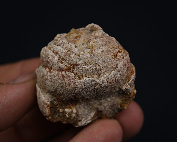 Coprolito con escamas y restos óseos