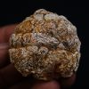 Coprolito con escamas y restos óseos