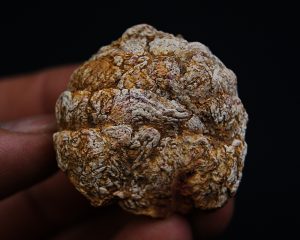 Coprolito con escamas y restos óseos