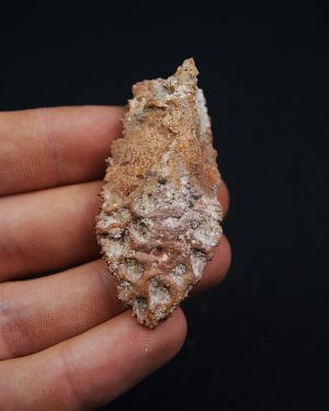 Coprolito dieta piscívora